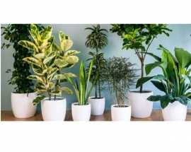Best Plants to Filter the Air in your Home