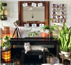 Here are 5 ways to lend your home a stylish appeal with indoor plants: