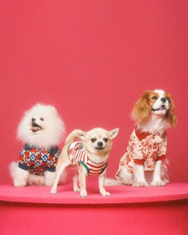 Gucci expands lifestyle range with pet collection