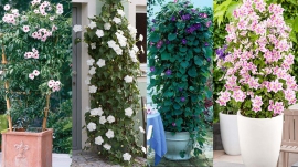Climbing Plants Great for Indian Balconies & Gardens